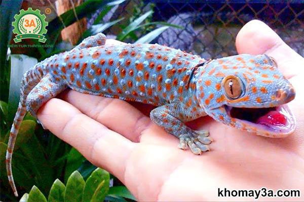 Tắc kè đánh số mấy?