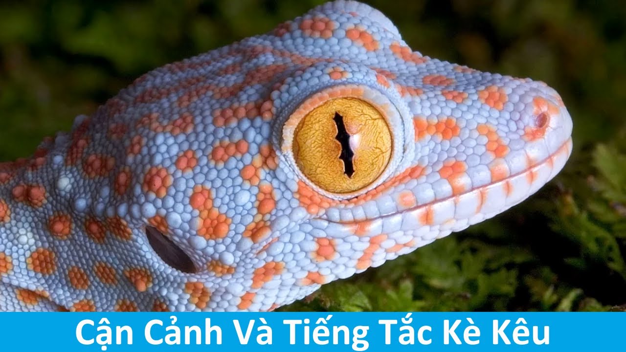 Tắc kè kêu trong nhà: Điềm báo tốt hay xấu?