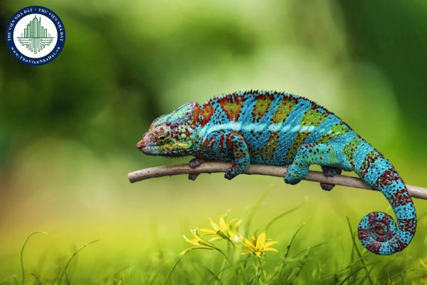 Tắc kè đánh số mấy? Gallery 2