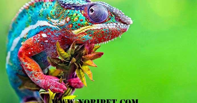 Tắc kè là số mấy? Gallery 1