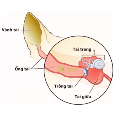 Cấu tạo tai mèo Gallery 2