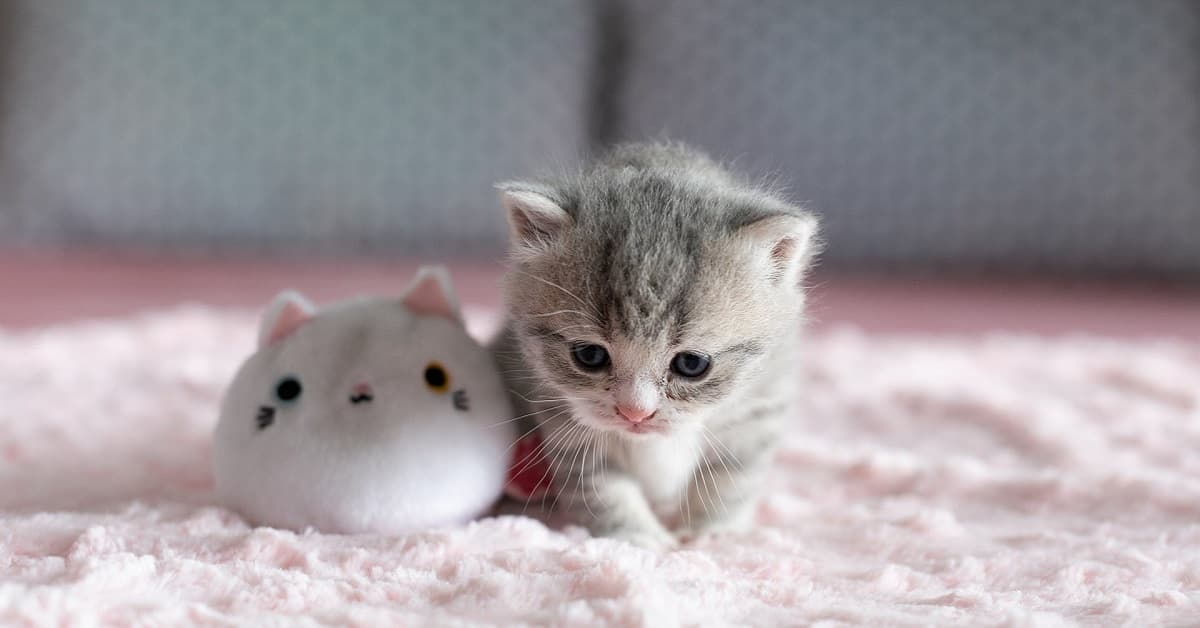 Hình Ảnh Con Mèo Dễ Thương