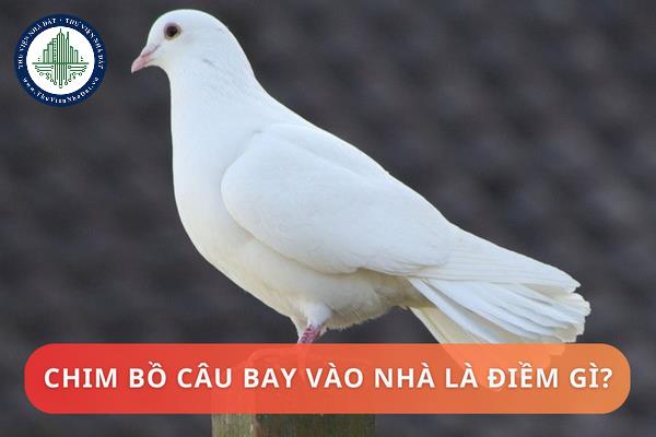 Bồ Câu Đến Nhà Ở: Dấu Hiệu Và Cách Xử Lý Gallery 1