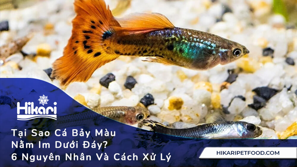 Tại Sao Cá Bảy Màu Nằm Im Dưới Đáy?