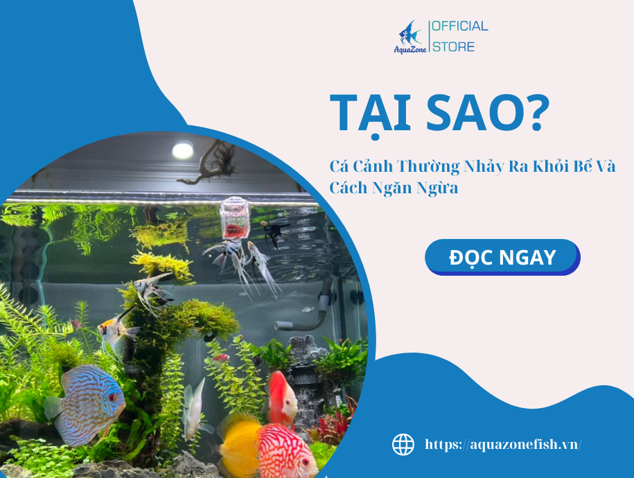 Cá Nhảy Ra Khỏi Bể: Nguyên Nhân và Cách Khắc Phục Gallery 1