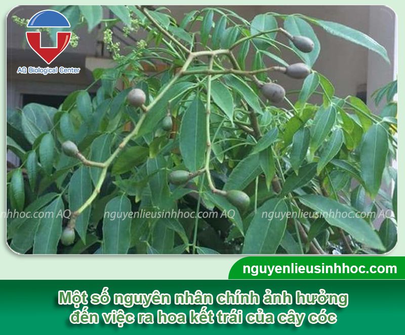 Tại Sao Cây Cóc Không Ra Quả?