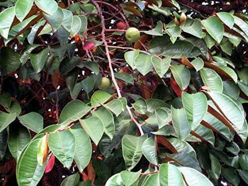 Tại sao cây vú sữa không ra trái?