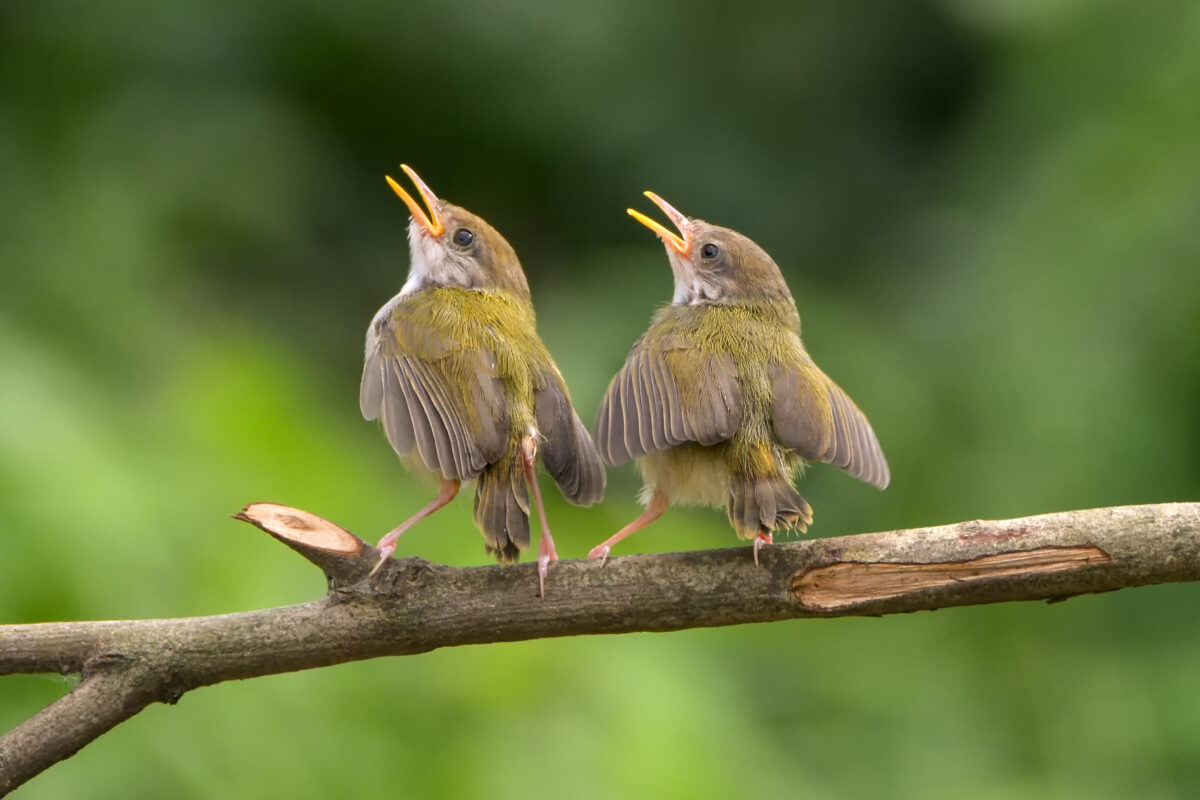 Có con chim chiều buồn chi đứng hót ngoài sân? Gallery 2
