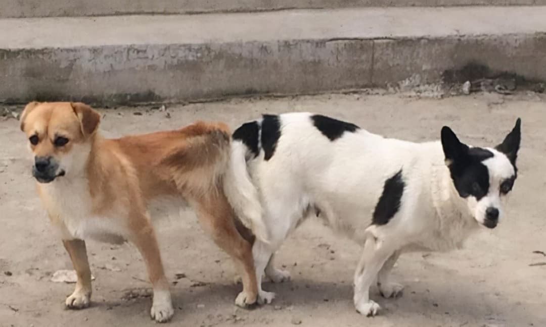 Tại Sao Chó Cái Lại Nhảy Đực?