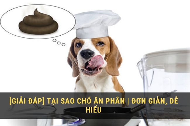 Chó ăn phân của mình: Nguyên nhân và cách khắc phục Gallery 1