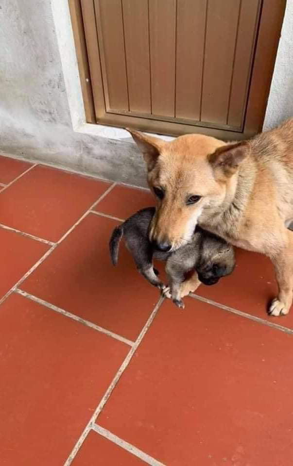 Tại Sao Chó Mẹ Tha Con?