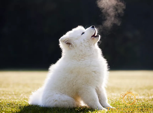 Tại Sao Chó Poodle Hú?