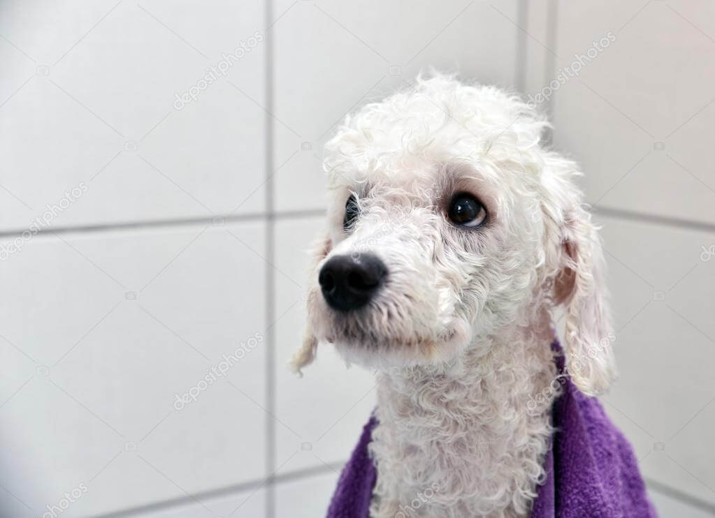 Sữa Tắm Cho Chó Poodle Trắng: Bí Quyết Giữ Bộ Lông Xù Mượt Mà Trắng Sáng Gallery 1