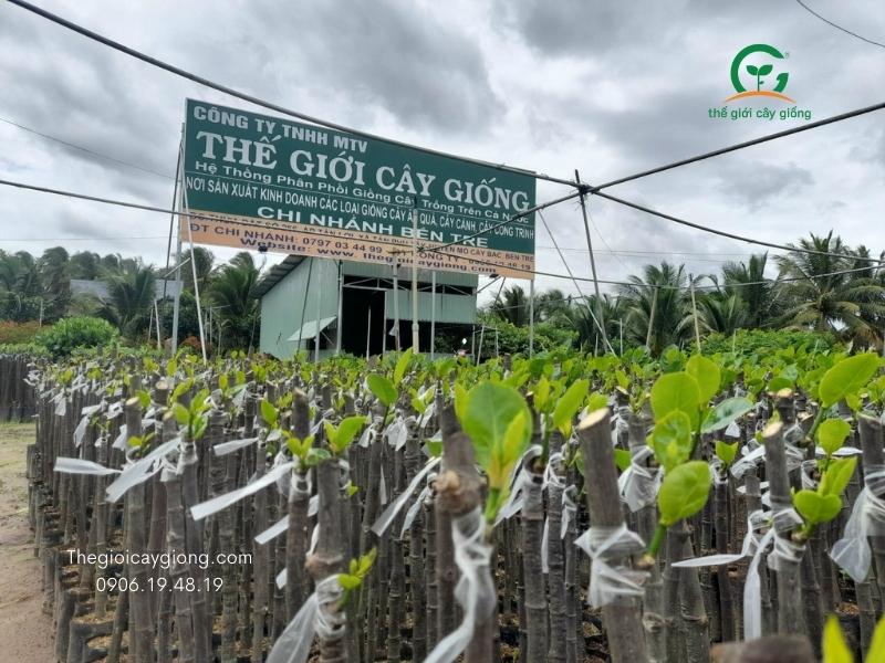 Vườn ươm cây giống Cái Mơn - Nguồn cung cấp cây giống chất lượng cao Gallery 1