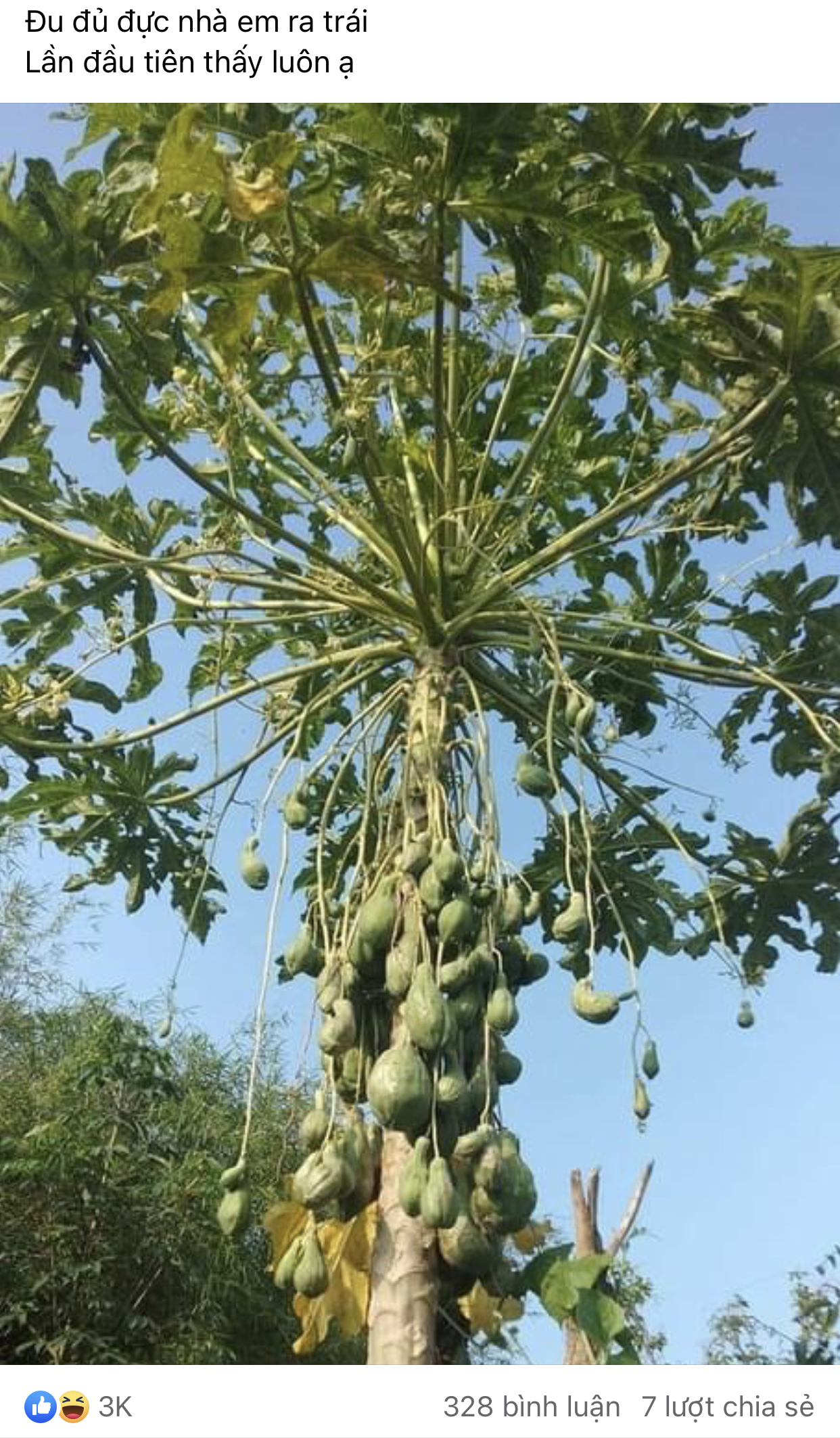 Đu đủ đực có trái không? Gallery 2