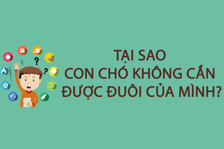 Tại sao chó không cắn được đuôi của mình?