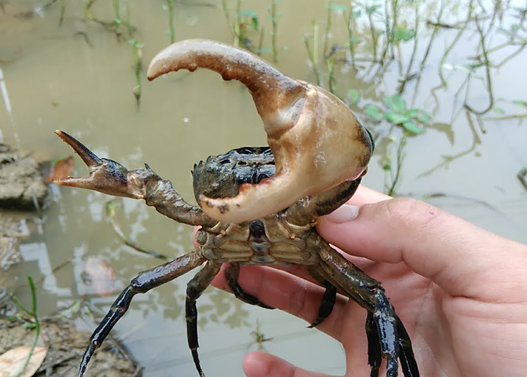 Tại Sao Cua Tự Bẻ Càng?