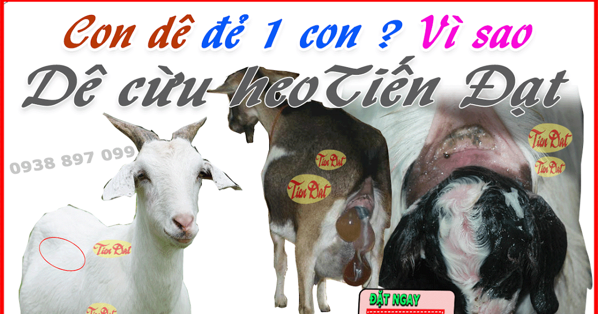 Tại Sao Dê Đẻ 1 Con?