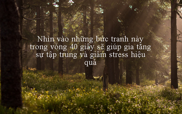Hình ảnh giúp tập trung học tập hiệu quả Gallery 1