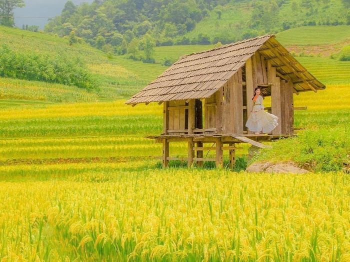 Hình Nền Cánh Đồng Lúa Chín:  Tuyển Tập Ảnh Đẹp Nhất Gallery 1