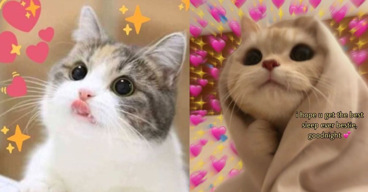 Hình Nền Meme Cute: Tổng Hợp Những Hình Ảnh Đáng Yêu Nhất Gallery 1