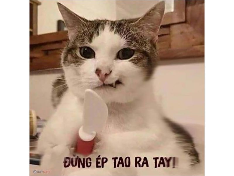 Hình Nền Mèo Hài Hước: Bộ Sưu Tập Ảnh Mèo Cực Dễ Thương Và Hài Hước Gallery 1