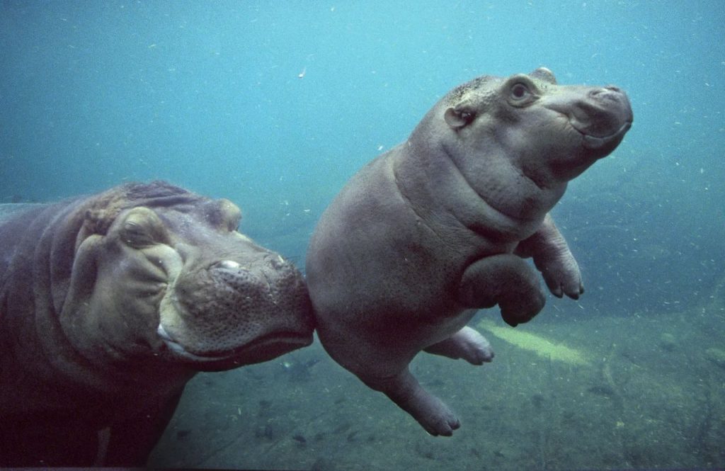 Hippo là con gì? Gallery 2