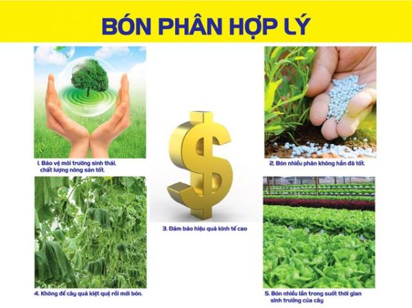 Tại sao khi bón phân cho cây trồng cần phải kết hợp với việc tưới nước? Gallery 2