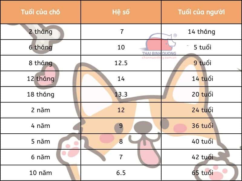 1 Năm Của Chó Bằng Mấy Năm Của Người? Gallery 2