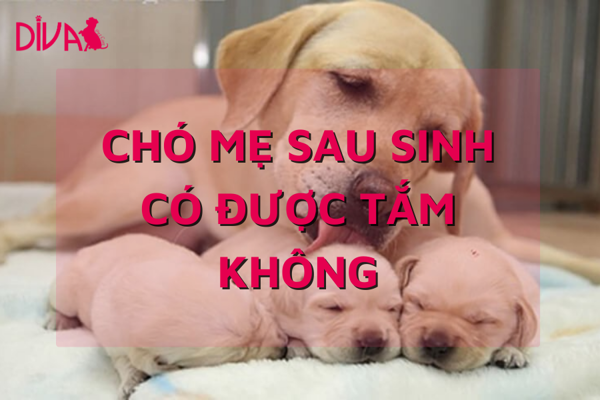 Chó mẹ đẻ bao lâu thì tắm được? Gallery 1