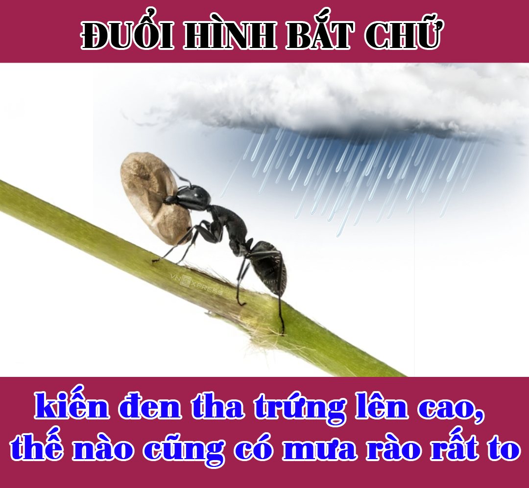 Kiến đen tha trứng lên cao Gallery 1