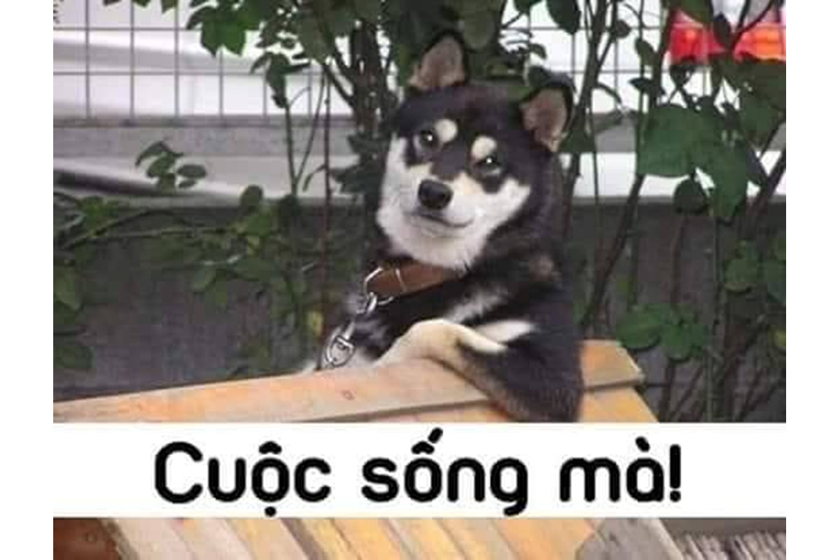 Meme Cuộc Sống: Tổng Hợp Những Hình Ảnh Hài Hước Nhất Gallery 1