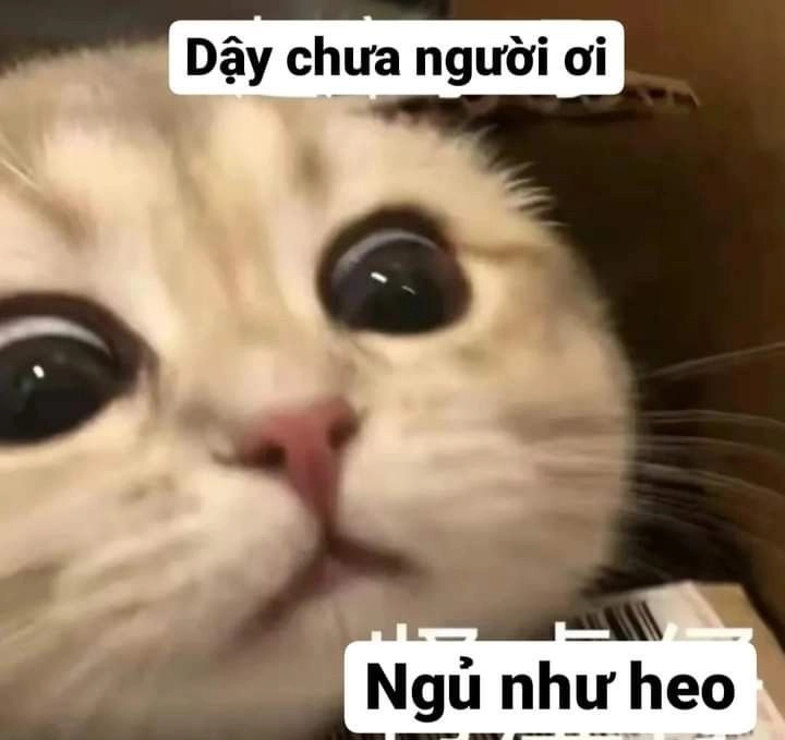 Meme Dễ Thương: Tổng Hợp Những Hình Ảnh, Video Đáng Yêu Nhất Gallery 1