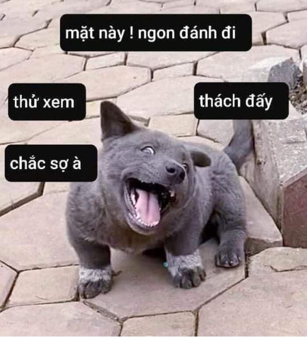 Meme Hình: Tổng hợp những bức ảnh chế hài hước nhất Gallery 1