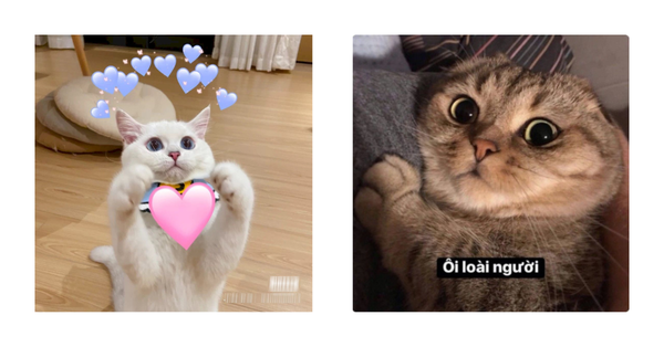 Những Meme Mèo Hài Hước Nhất Mạng Xã Hội Gallery 2