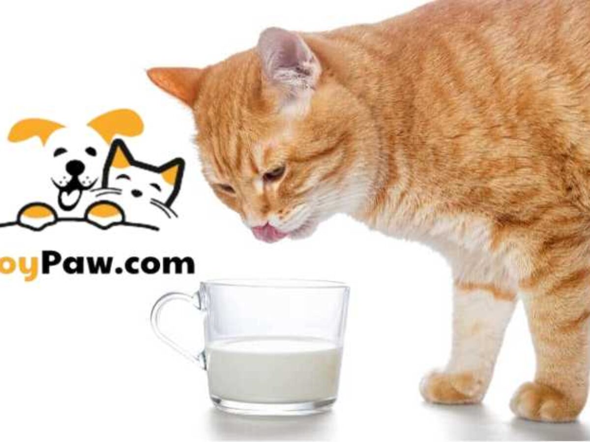 Mèo có uống được sữa đậu nành không? Gallery 1