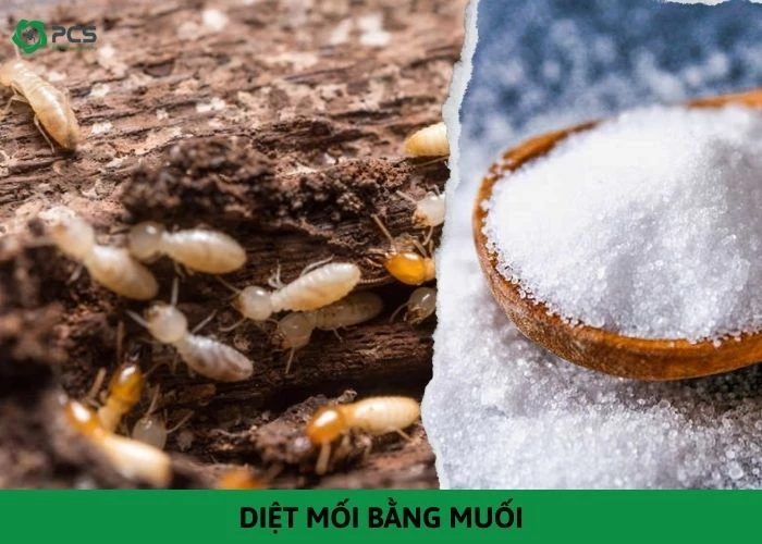 Cách Diệt Mối Bằng Muối Hiệu Quả Gallery 1