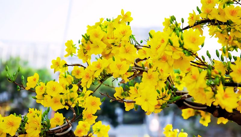 Hình Nền Cây Mai Vàng Đẹp Nhất Gallery 1