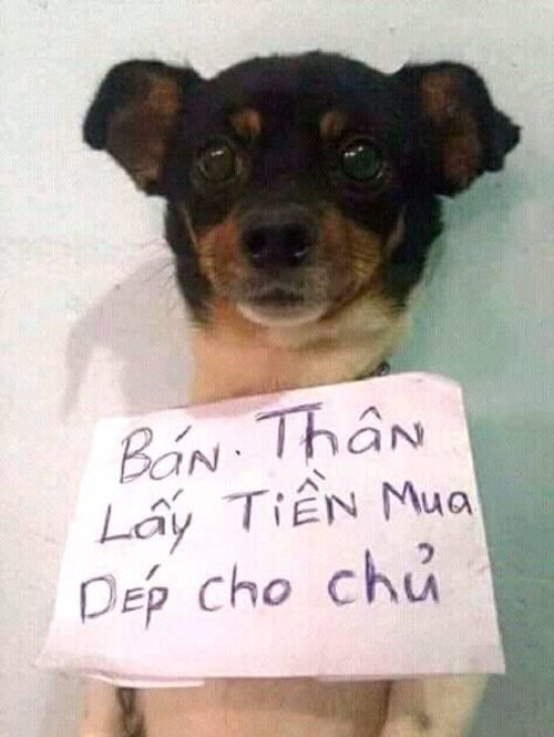 Giấy Bán Thân Hài Hước: Bí Kíp Viết Đơn Xin Việc "Chất Lừ" Gallery 1
