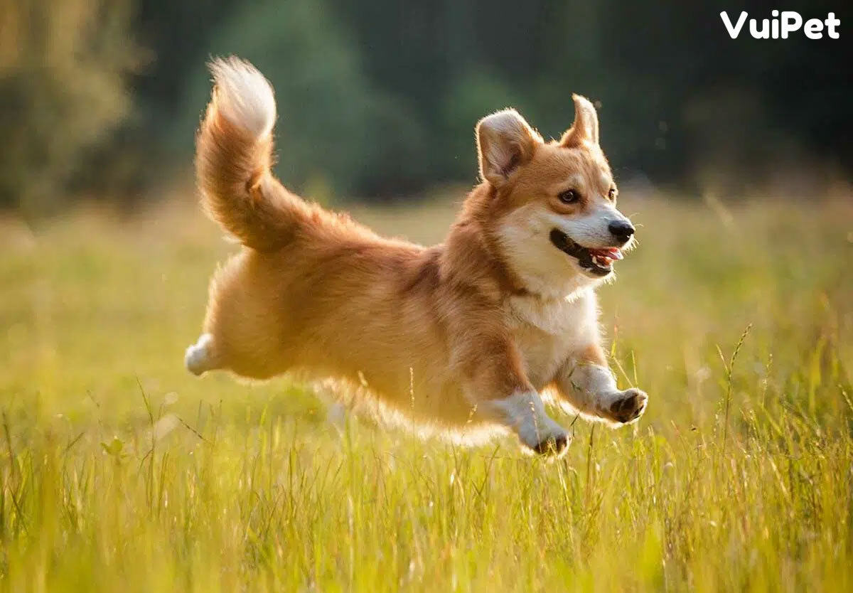 Chó Corgi Có Đuôi Không? Gallery 1