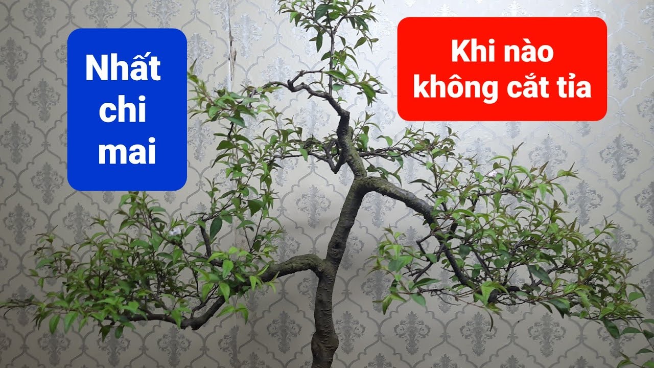 Thời điểm cắt tỉa nhất chi mai Gallery 1