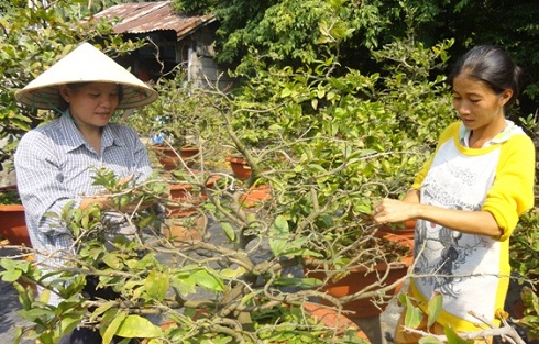 Thời Điểm Tuốt Lá Mai Tết Đẹp Nhất Gallery 1