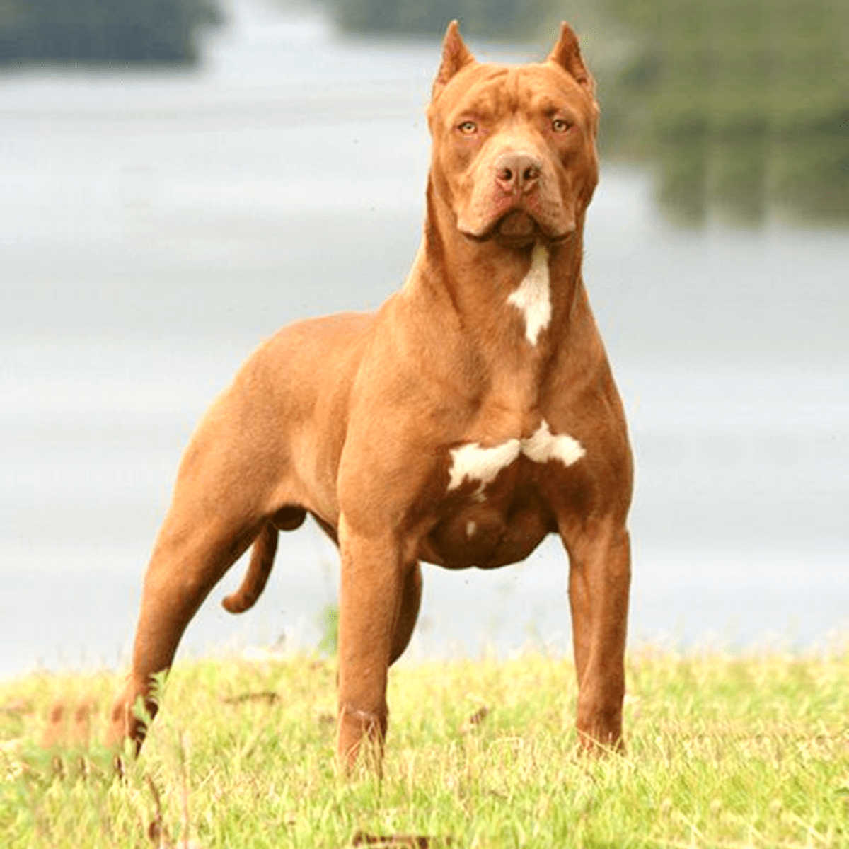Xấu Xấu Com Pitbull Gallery 1