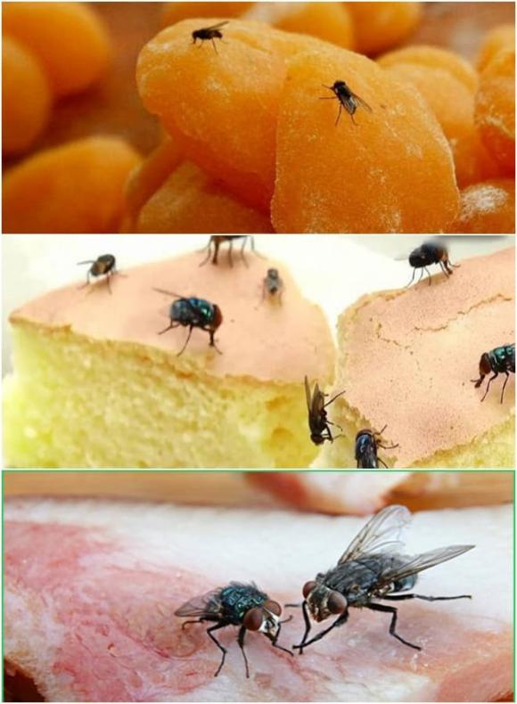 Tại Sao Ruồi Hay Bu Vào Người?