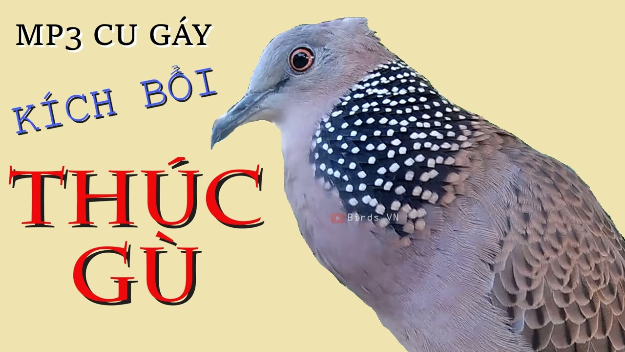 Tải Tiếng Cu Gáy