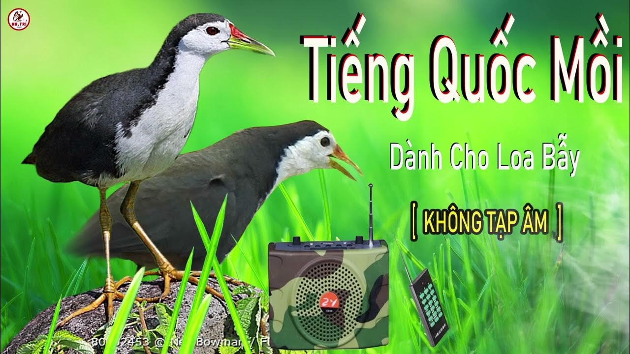 Tiếng Quốc Kêu Mồi Mái
