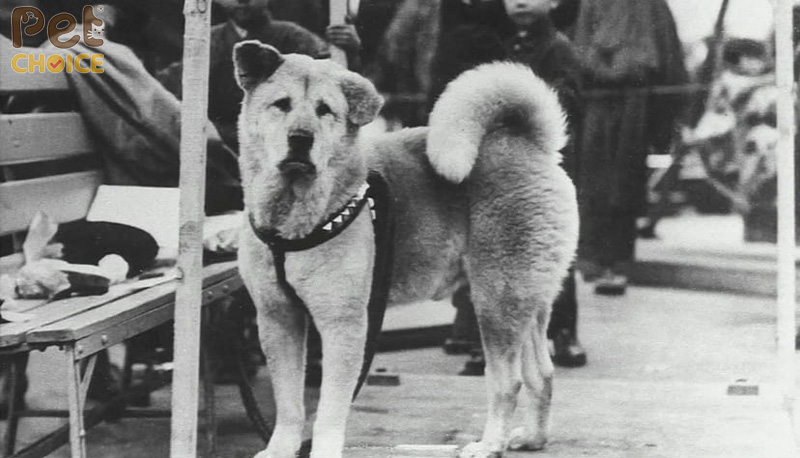 Câu chuyện cảm động về Hachiko: Lòng trung thành bất diệt của chú chó Nhật Bản Gallery 2