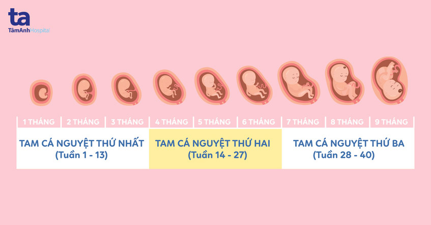 Tam cá nguyệt thứ 3 từ tuần bao nhiêu?
