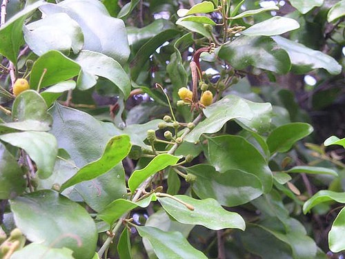 Tầm gửi cây na có tác dụng gì?