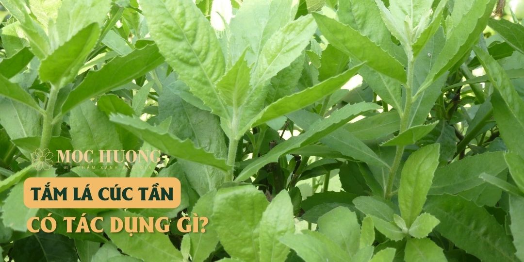 Tắm lá cúc tần có tác dụng gì?